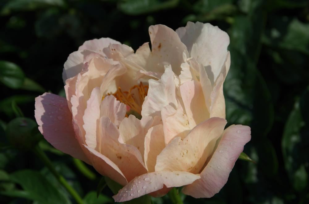 Plantenfiche-Paeonia-Coral-Sunset-