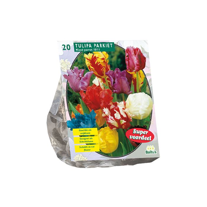 Tulipa-Parkiet-Mix-per-10