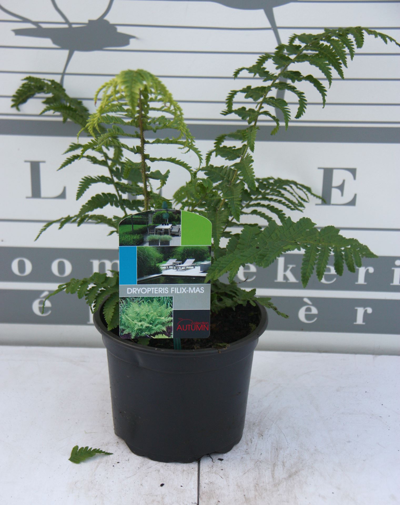 Dryopteris filix-mas - pot 2L