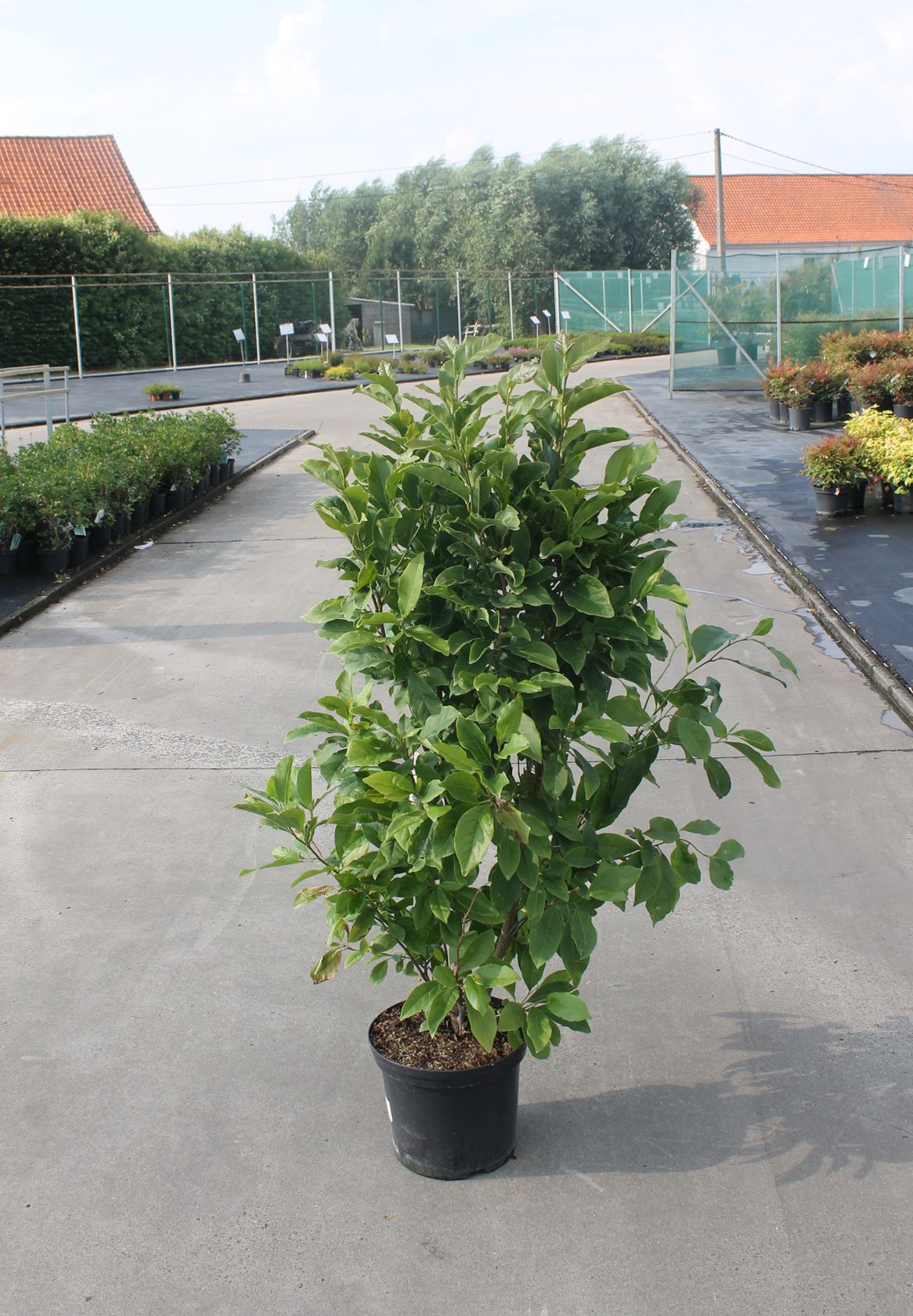 Magnolia 'Susan' - pot 12L - 80-100 cm