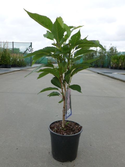 Prunus serrulata 'Amanogawa' - pot - 60-80 cm