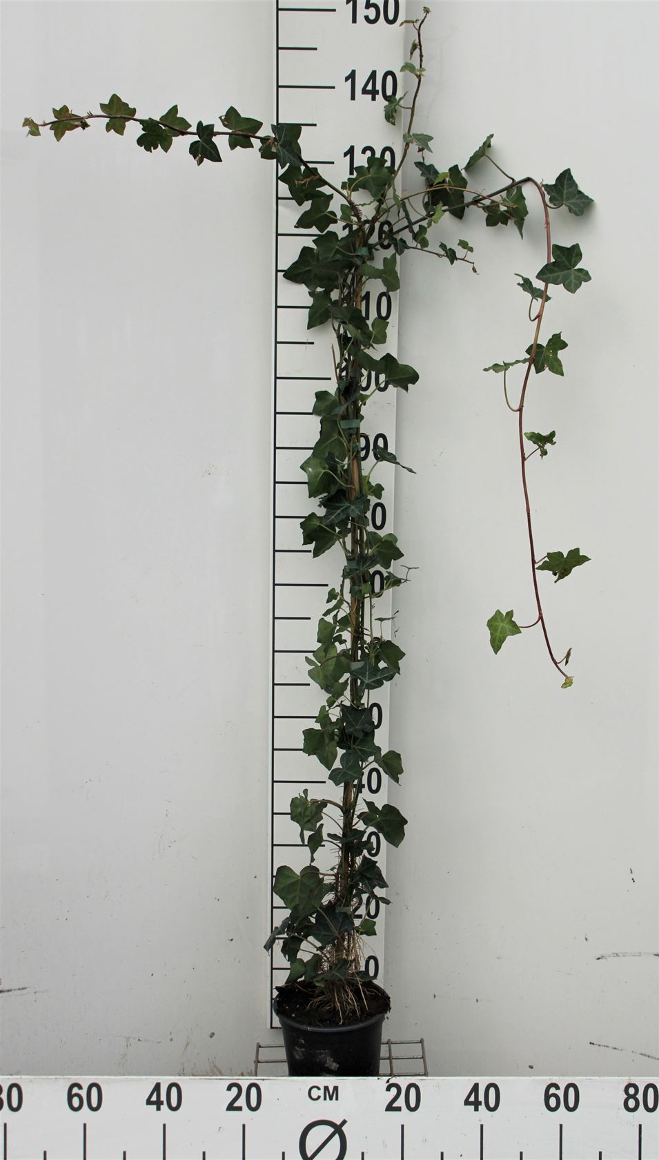 Hedera hibernica - pot - 125+ cm