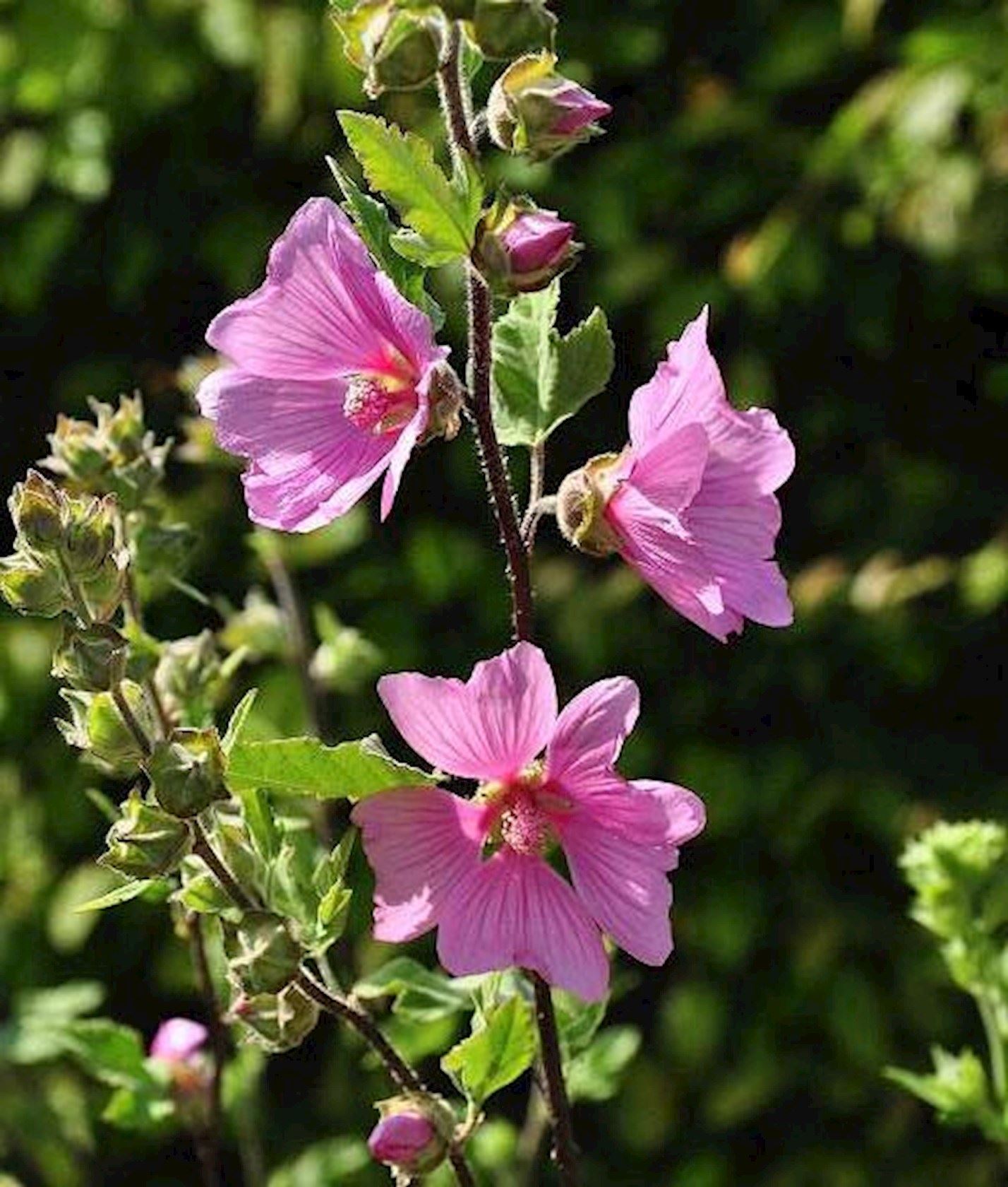 Plantenfiche-Lavatera-Burgundy-Wine-