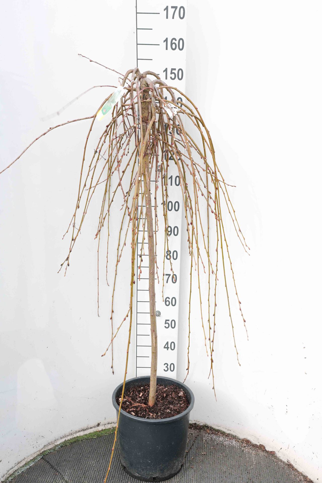 Salix caprea 'Kilmarnock' - pot 18L - halfstam boom