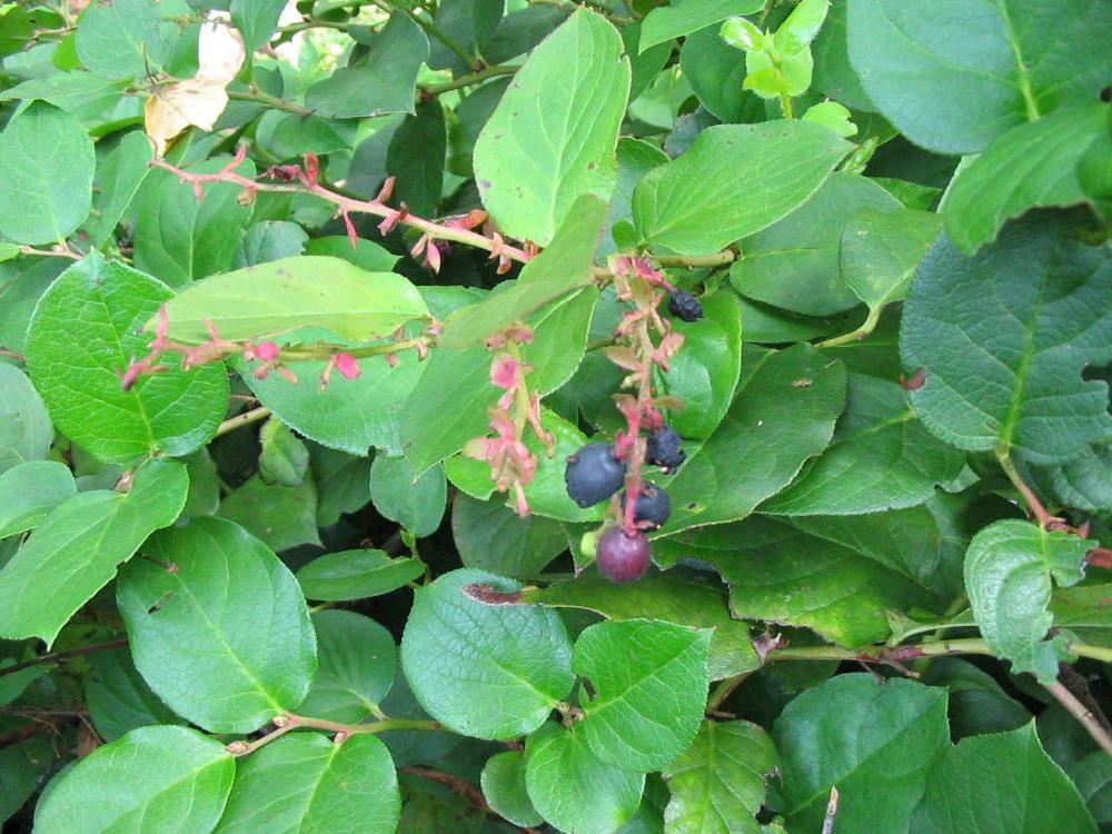Plantenfiche-Gaultheria-shallon