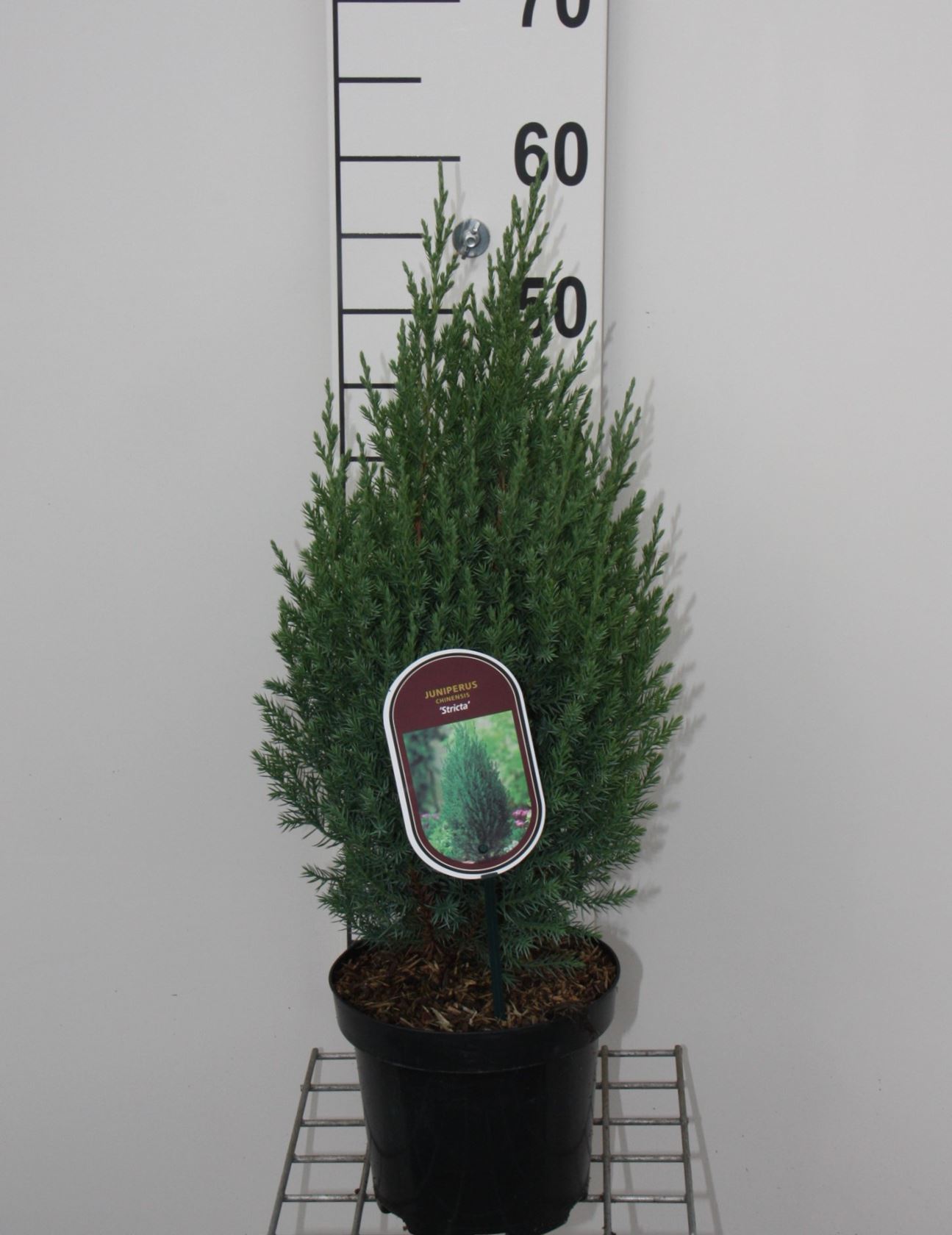 Juniperus chinensis 'Stricta' - pot - 30-40 cm