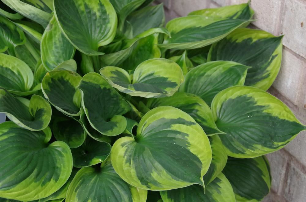 Plantenfiche-Hosta-Twilight-