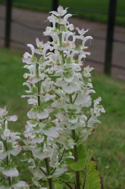 Plantenfiche-Salvia-sclarea-Vatican-White-