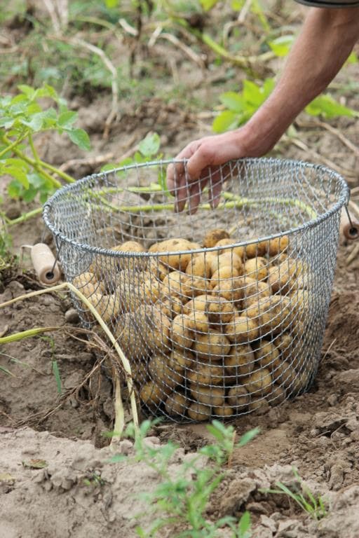 Types de terreau : chaque plante a ses propres besoins - DCM