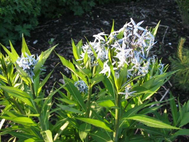 Plantenfiche-Amsonia-tabernaemontana