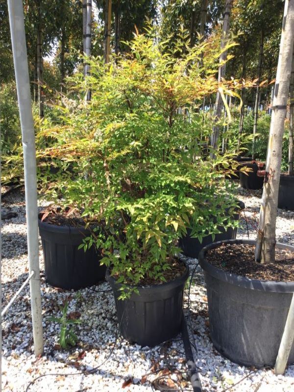 Nandina domestica - pot 30L - 100-125 cm