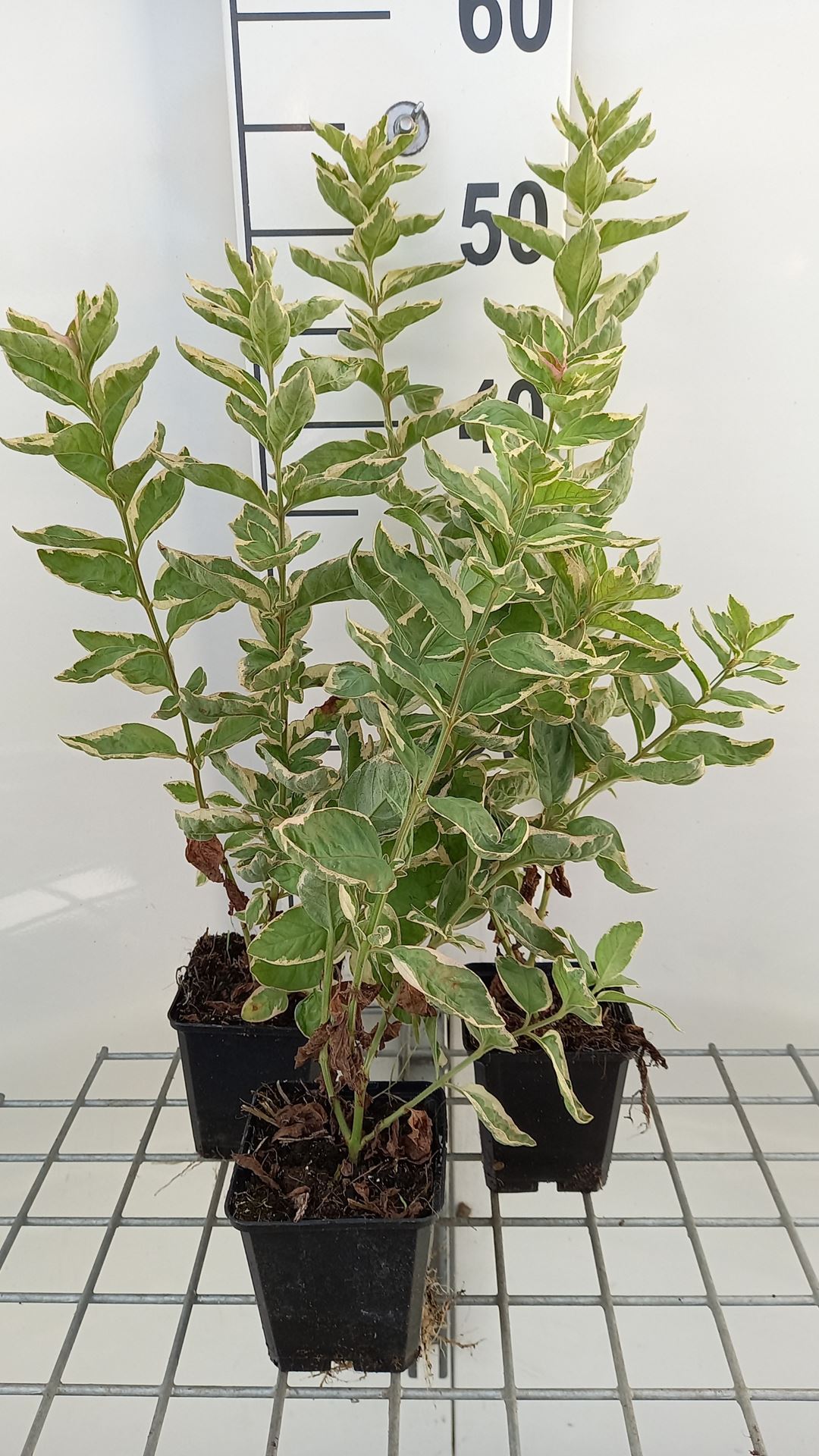 Lysimachia punctata 'Alexander' - pot 9x9 cm