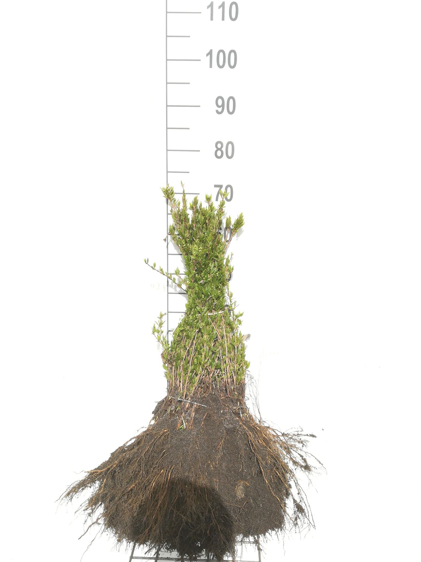 Deutzia gracilis - bare root - 25-30 cm - 3-5 branches