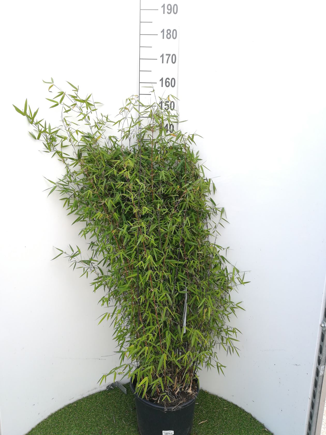 Fargesia 'Jiuzhaigou 1' - pot 20L - 125-150 cm