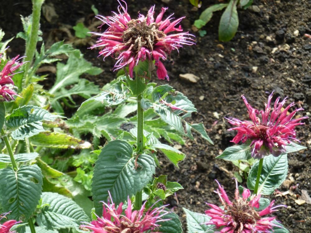 Plantenfiche-Monarda-Fireball-