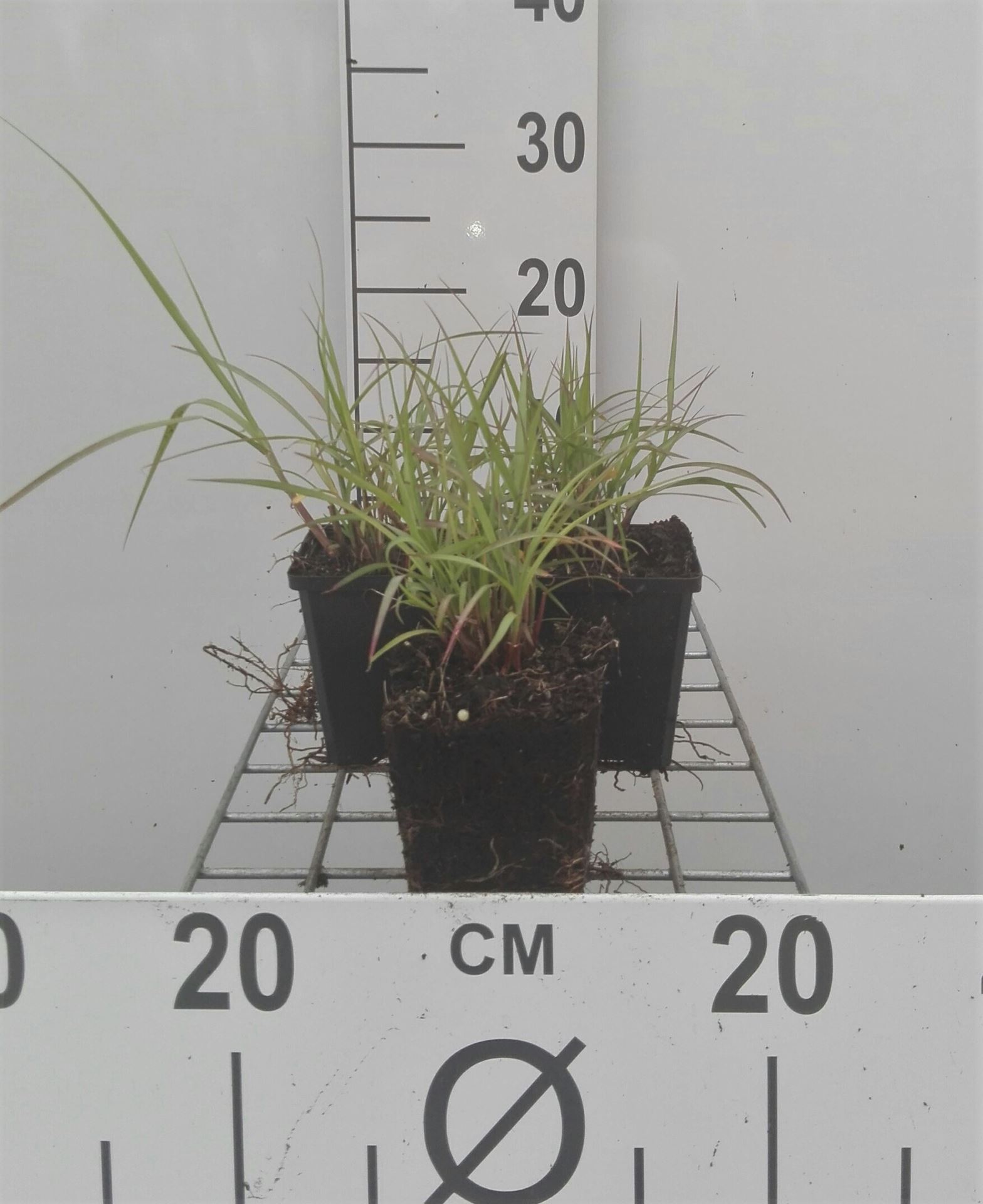 Pennisetum orientale - pot 9x9 cm