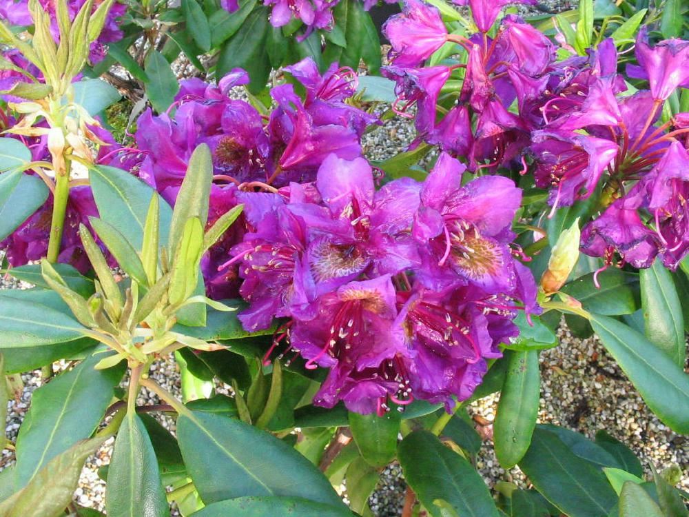 Plantenfiche-Rhododendron-Marcel-Menard-
