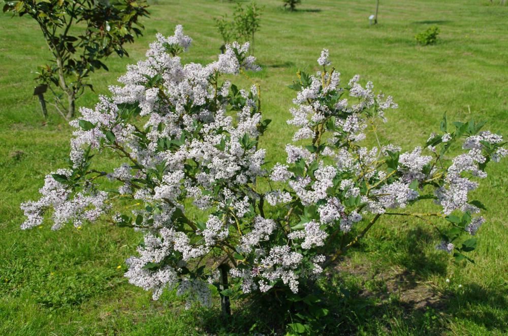 Plantenfiche-Syringa-patula-Miss-Kim-
