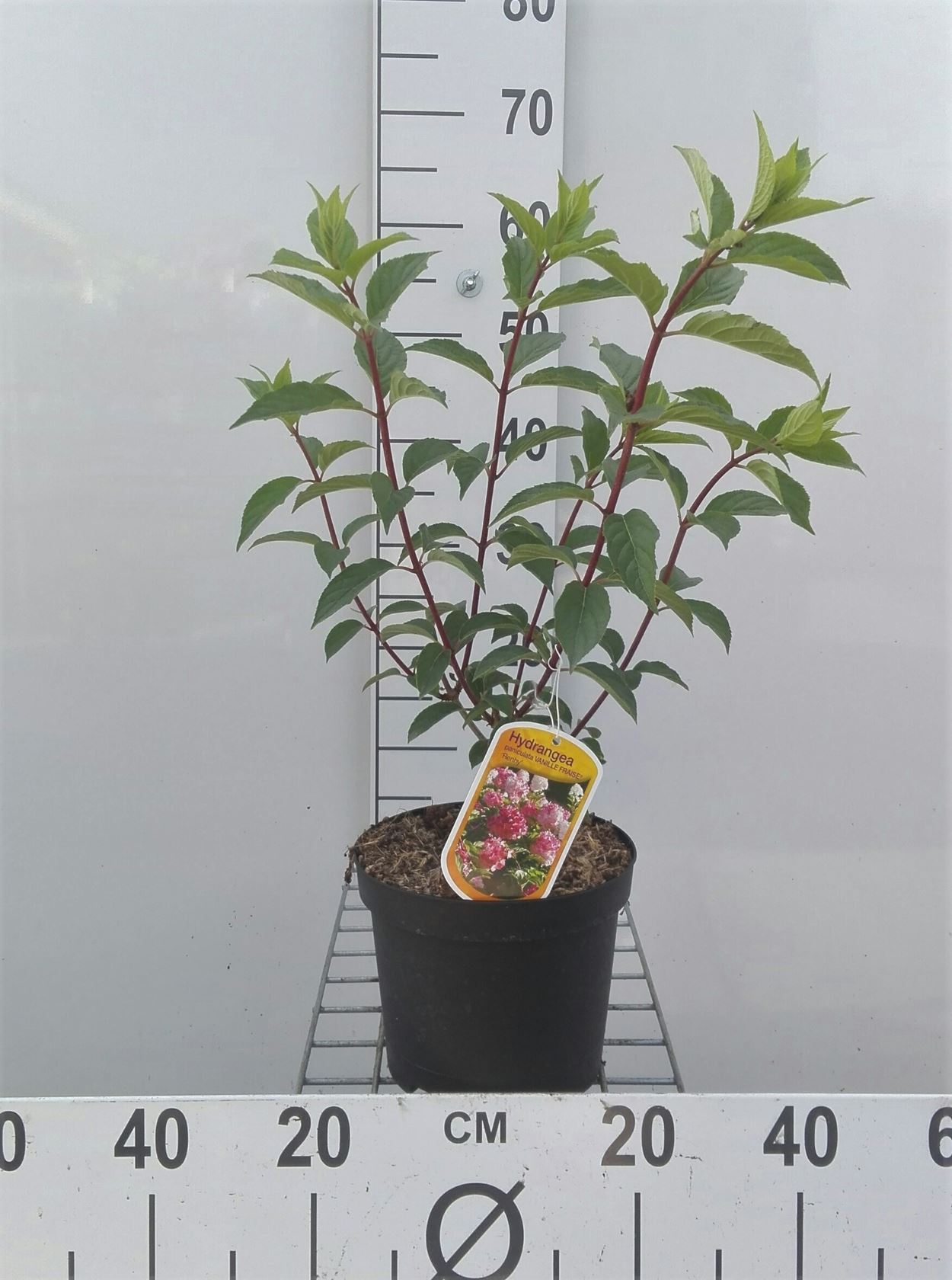 Hydrangea paniculata 'Renhy' (Vanille Fraise) - pot - 40-50 cm