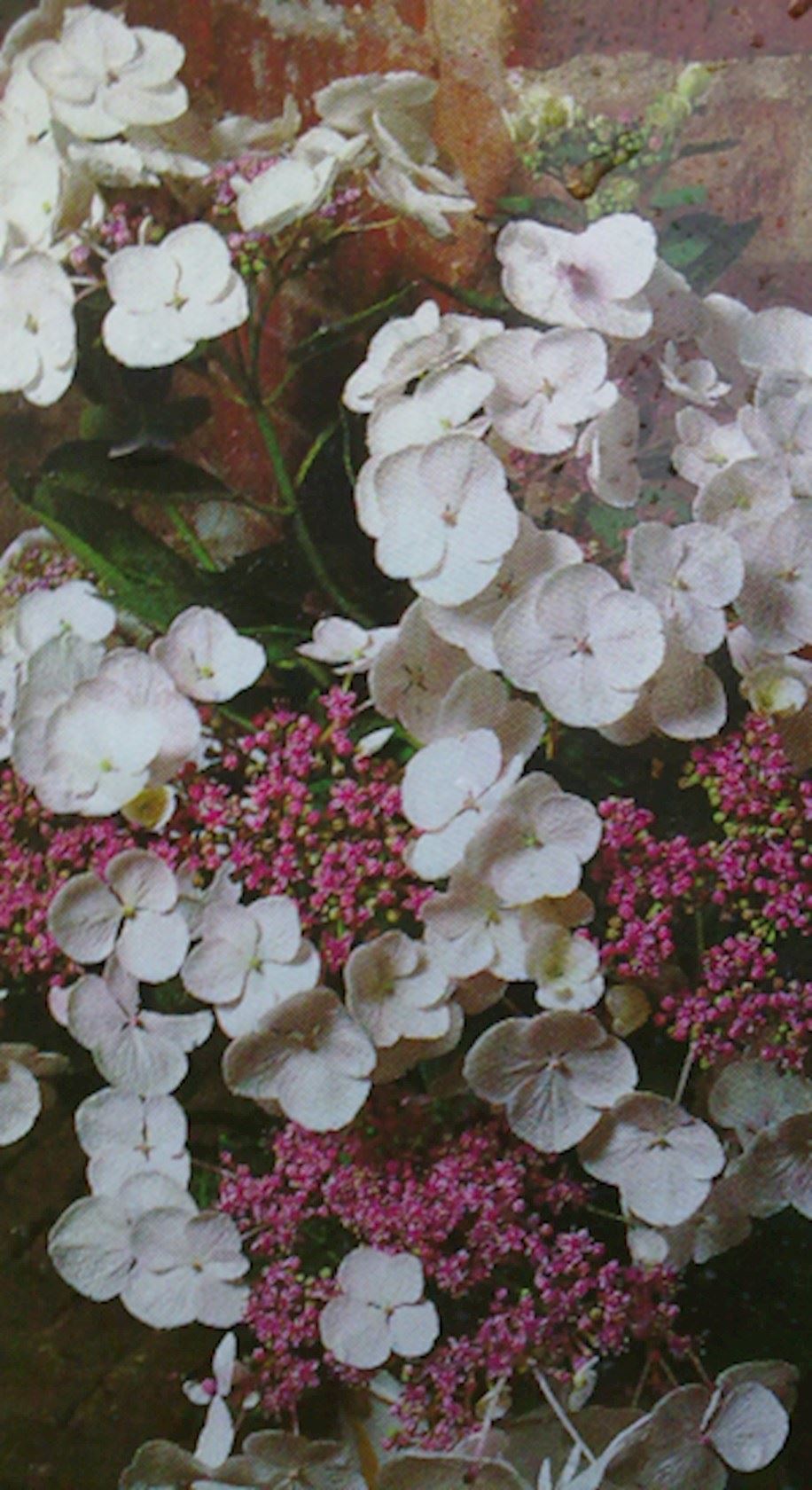 Plantenfiche-Hydrangea-macrophylla-Mariesii-Grandiflora-