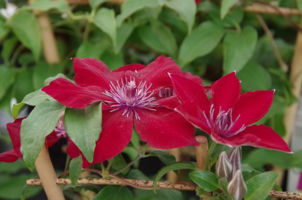 Plantenfiche-Clematis-EVIPO079-Boulevard-Nubia-