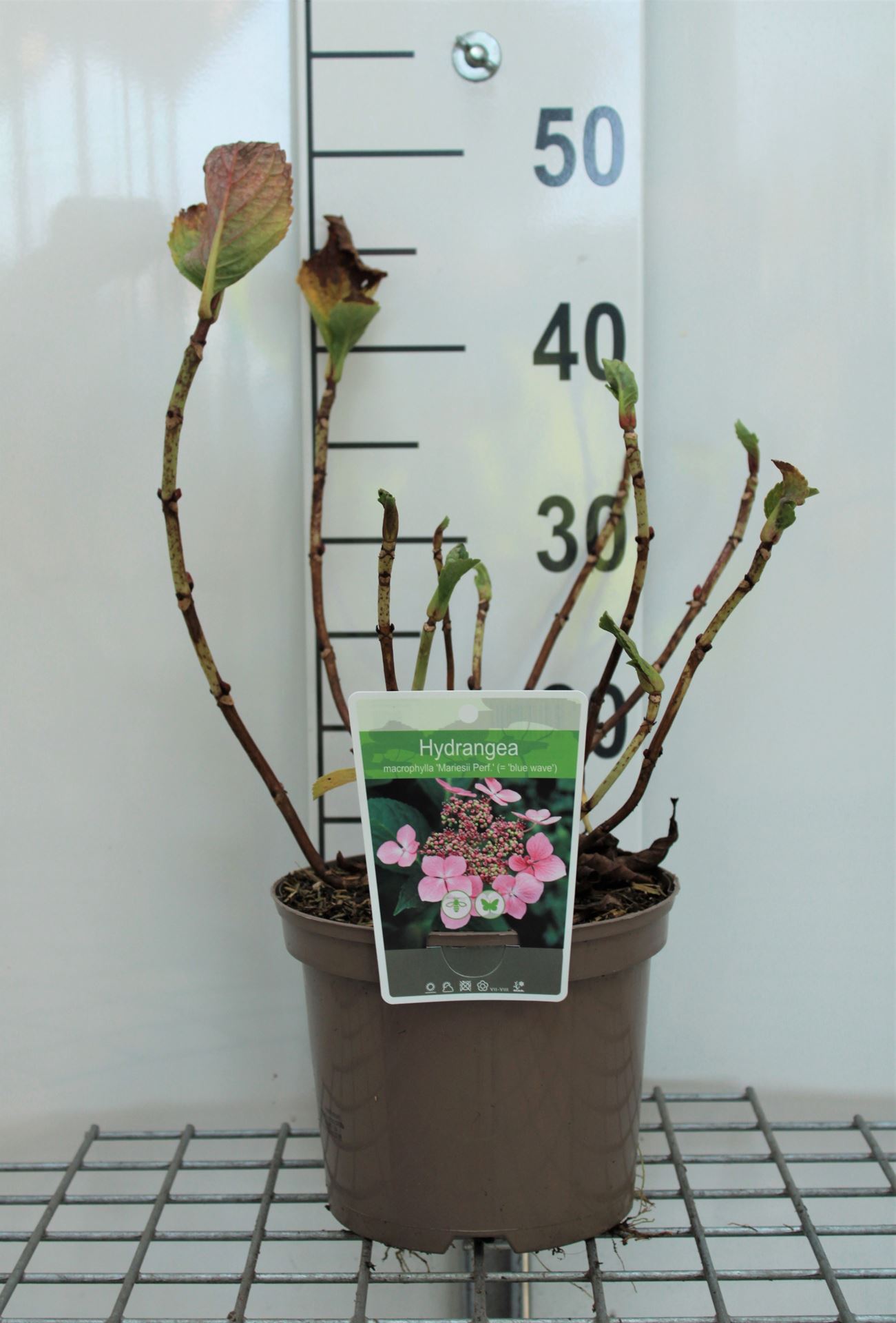 Hydrangea macrophylla 'Mariesii Perfecta' - pot - 25-30 cm