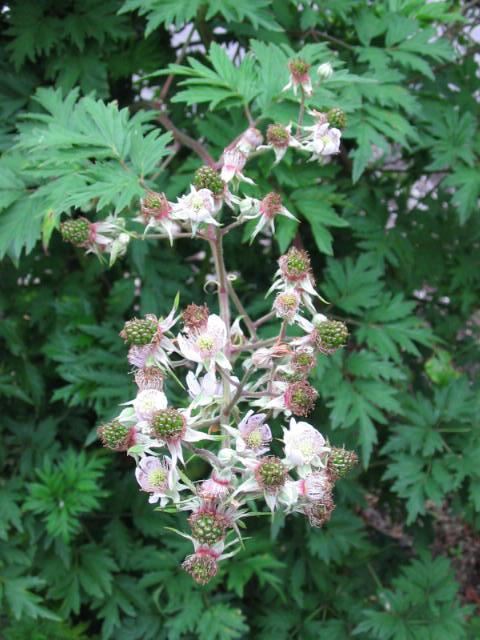 Plantenfiche-Rubus-fruticosus-Thornless-Evergreen-Doornloze-braam-