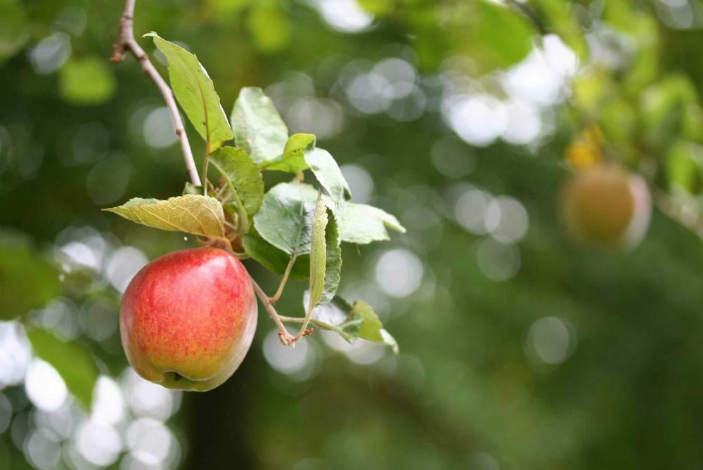 Plantenfiche-Malus-domestica-Dubbele-Bellefleur-