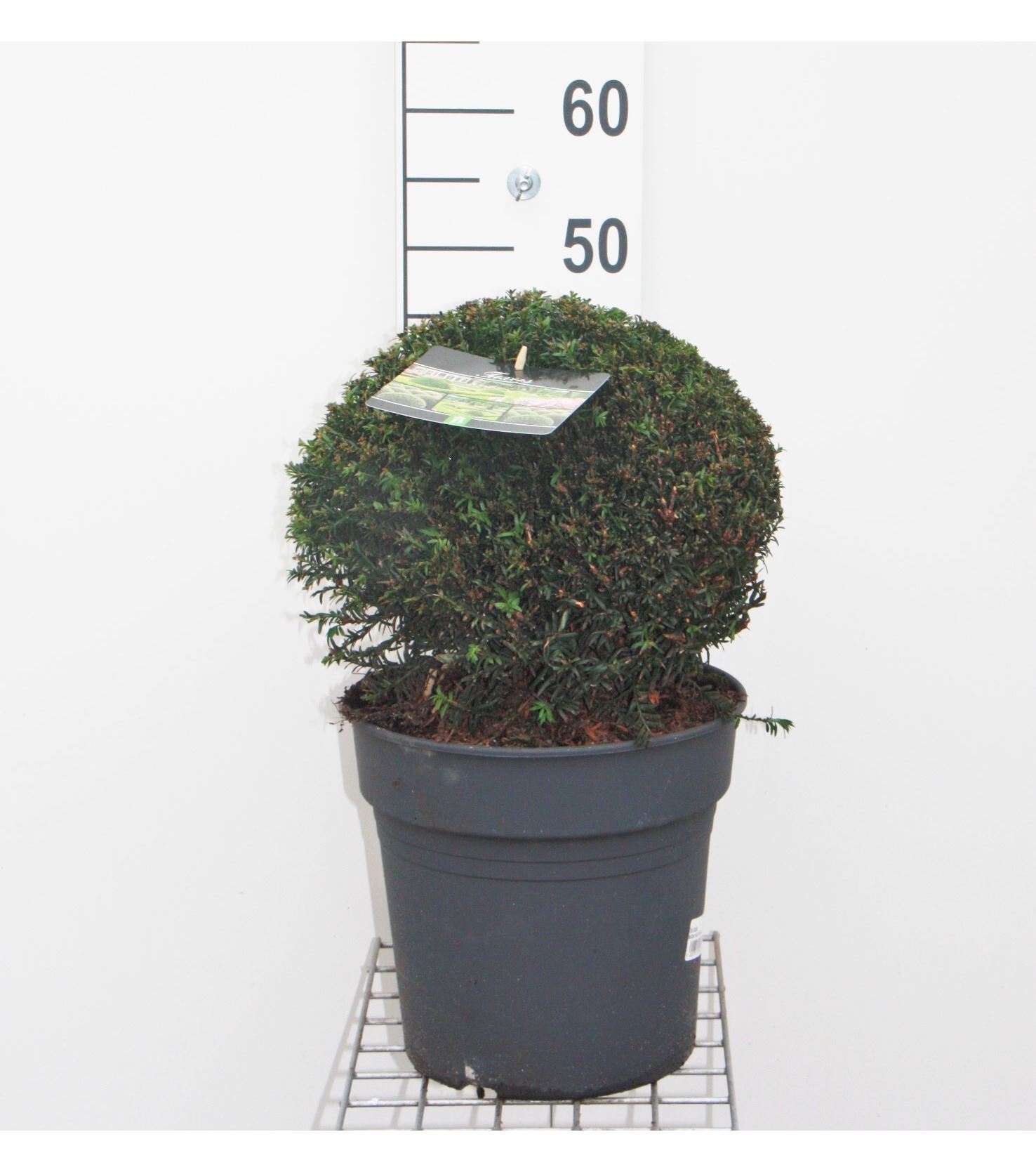 Taxus baccata - pot - spherical shape - ø30+ cm