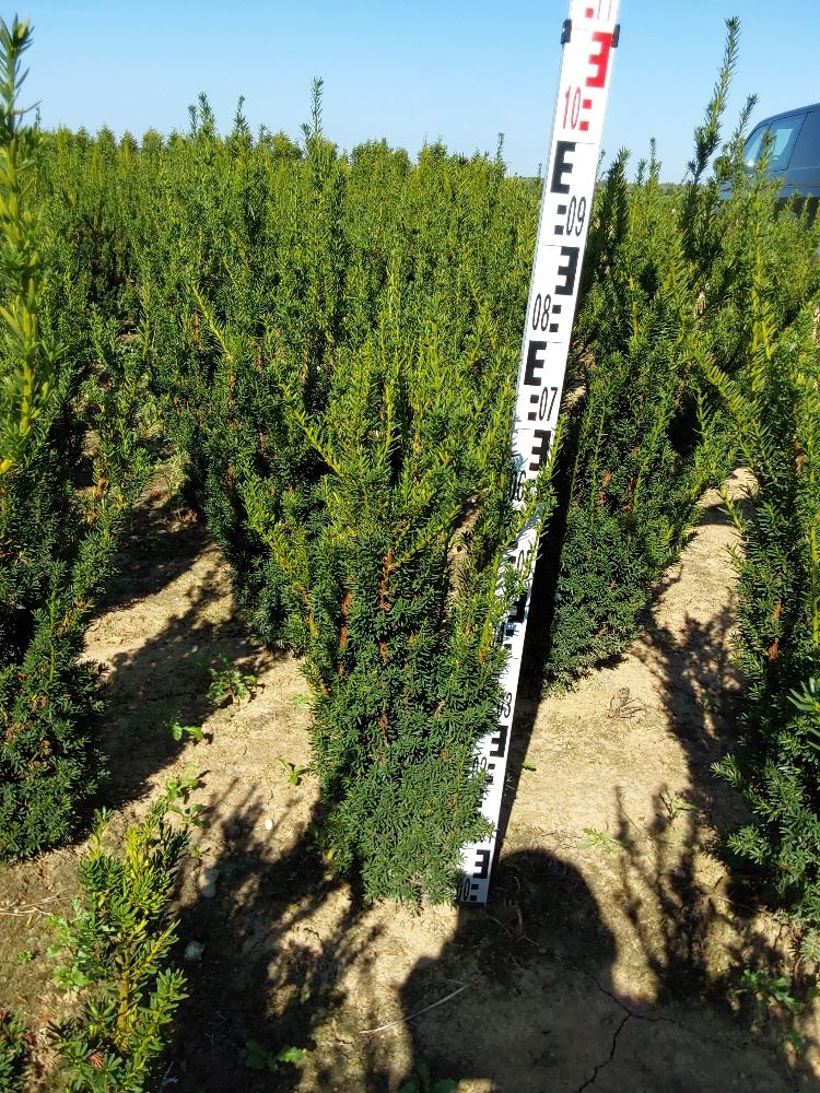 Taxus x media 'Hillii' - clod of earth - 80-100 cm