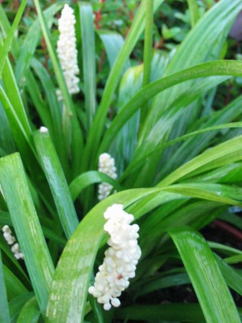 Plantenfiche-Liriope-muscari-Monroe-White-