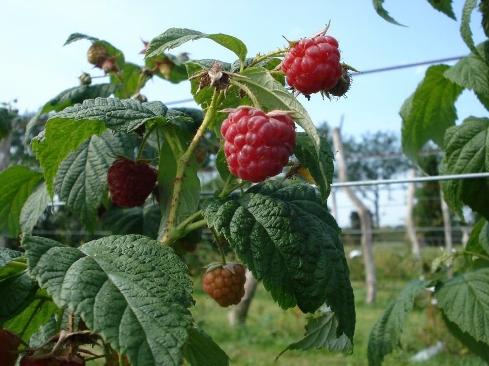 Plantenfiche-Rubus-idaeus-Schonemann-