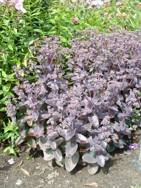 Plantenfiche-Sedum-Purple-Emperor-