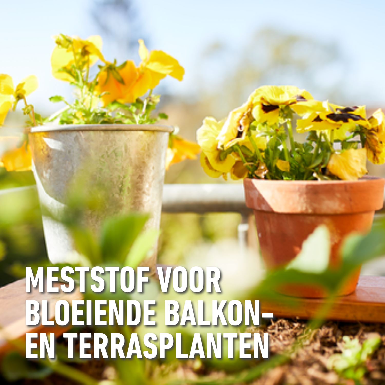 compo-vloeibare-meststof-geraniums-balkonplanten-900ml-100ml-