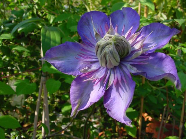 Plantenfiche-Clematis-Multi-Blue-