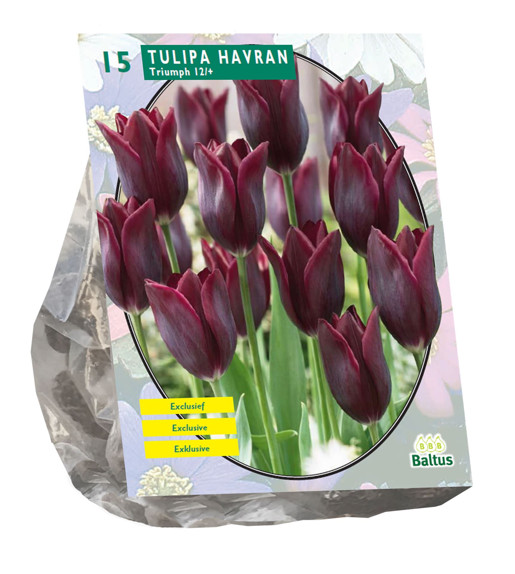 Baltus 'Tulipa Havran' voorjaarsbloeiers - Leliebloemig - 15 bollen
