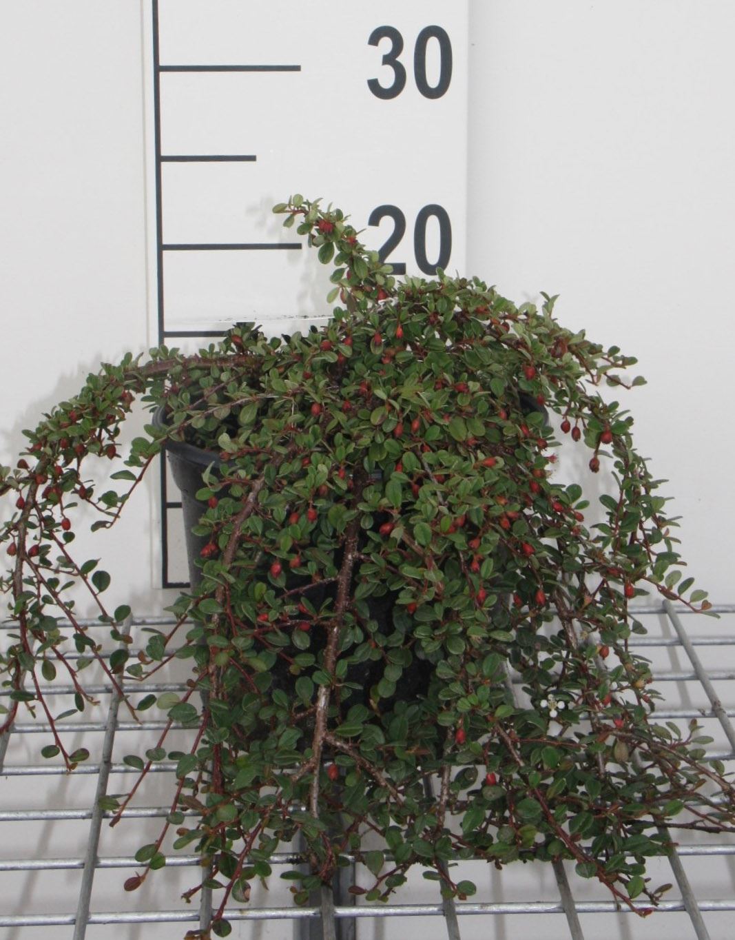 Cotoneaster procumbens 'Streib's Findling' - pot 3L - 30-40 cm