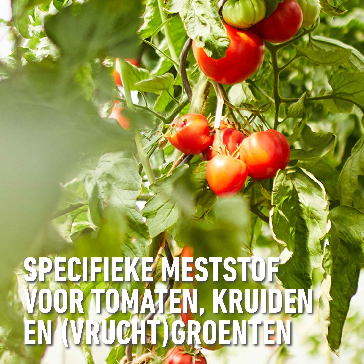 compo-tomaten-meststof-850-G