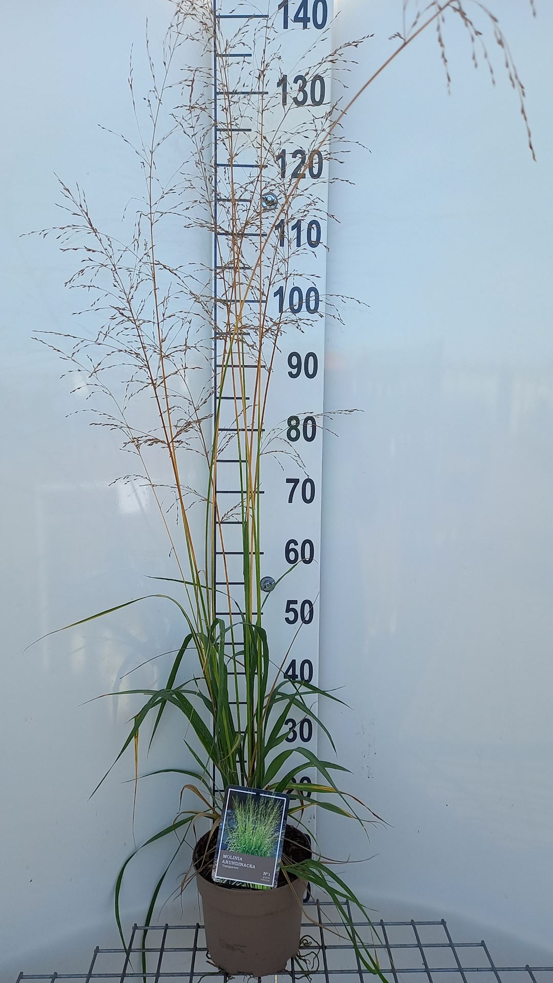 Molinia arundinacea 'Transparent' - pot 3L