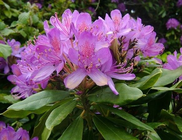 Rhododendron ponticum - pot - 30-40 cm