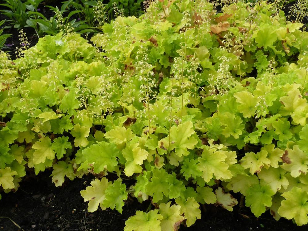 Plantenfiche-Heuchera-Lime-Marmelade-