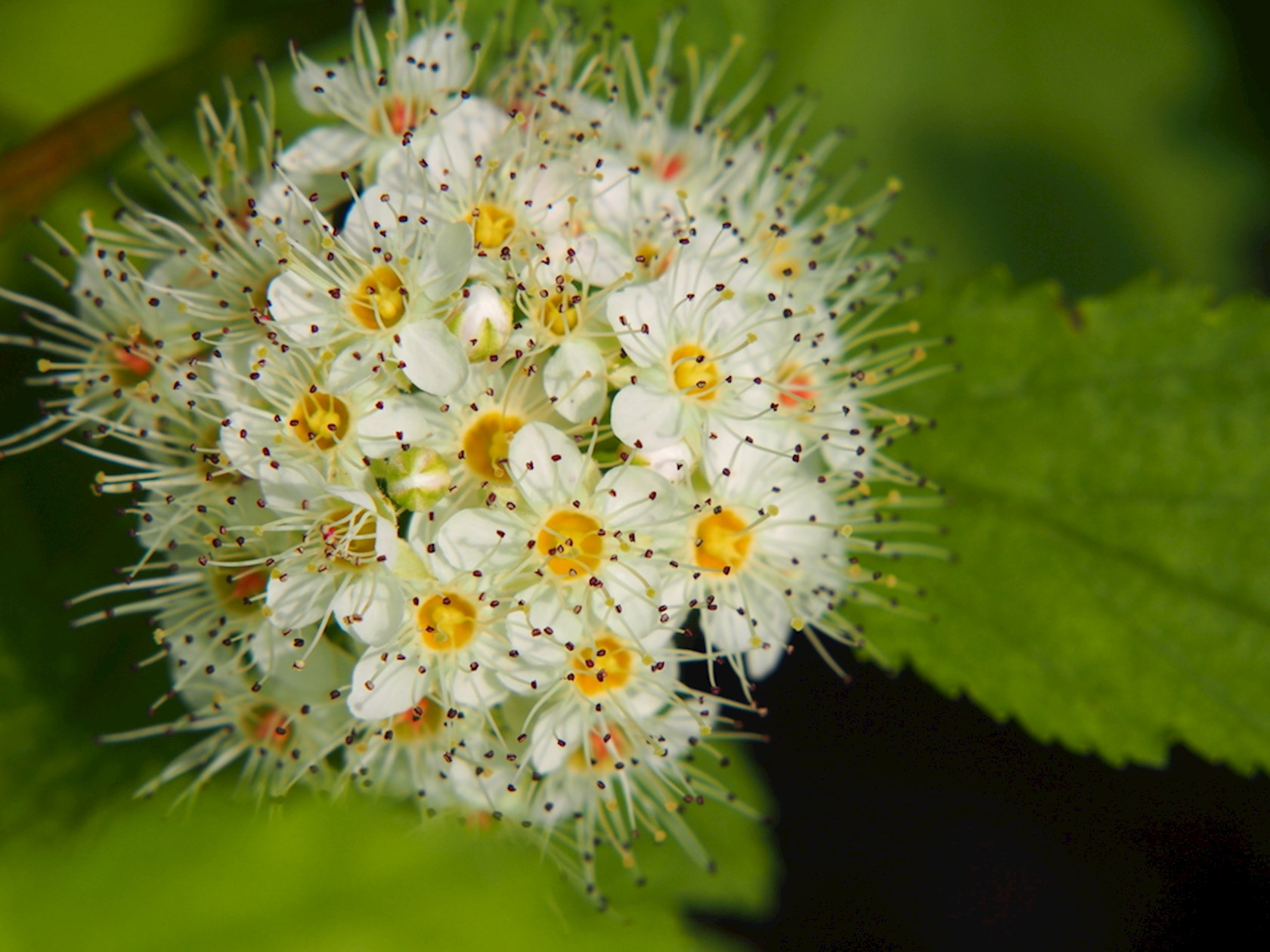 Plantenfiche-Physocarpus-opulifolius-Luteus-