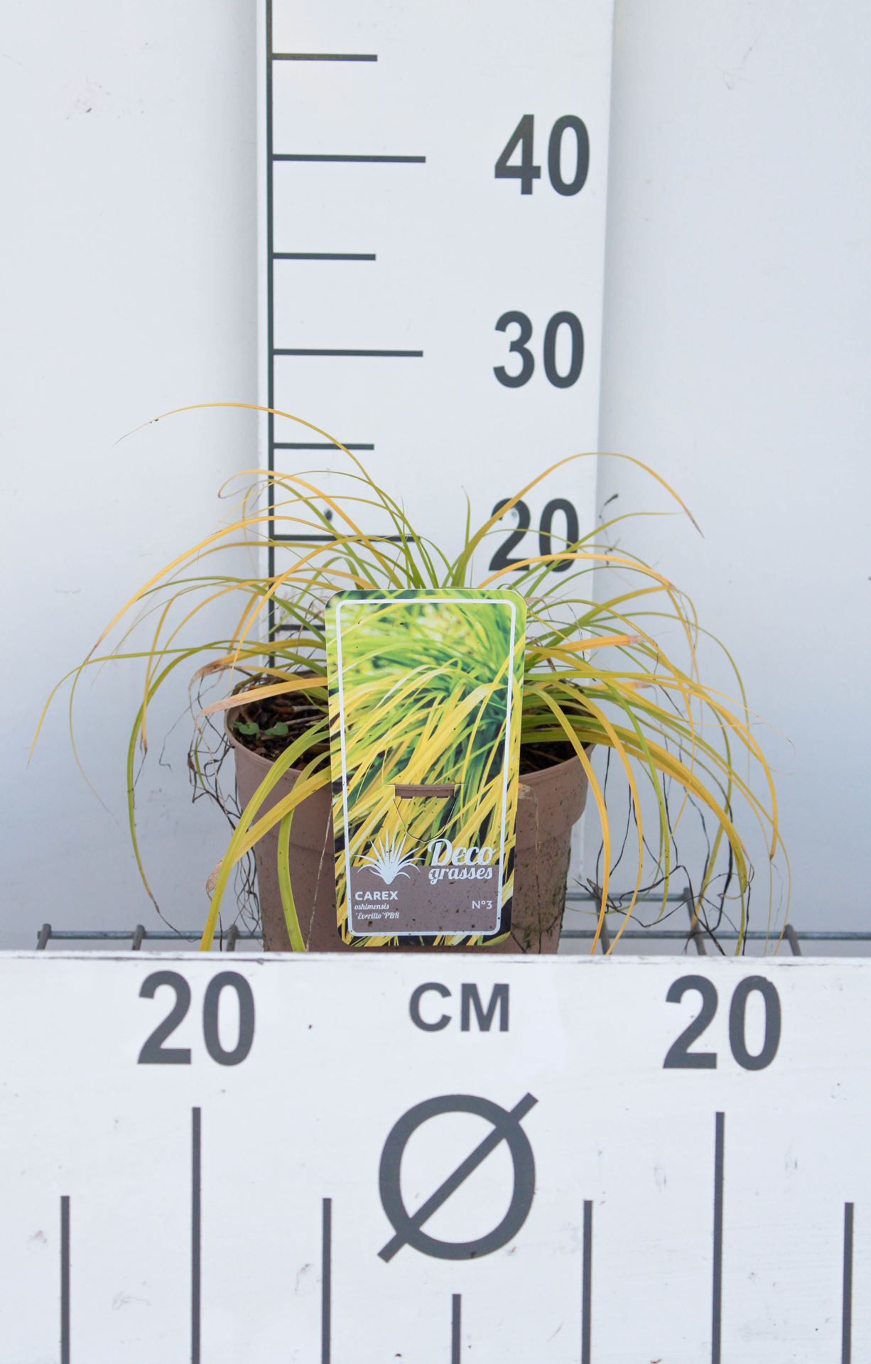 Carex oshimensis 'Everillo' - pot 3L