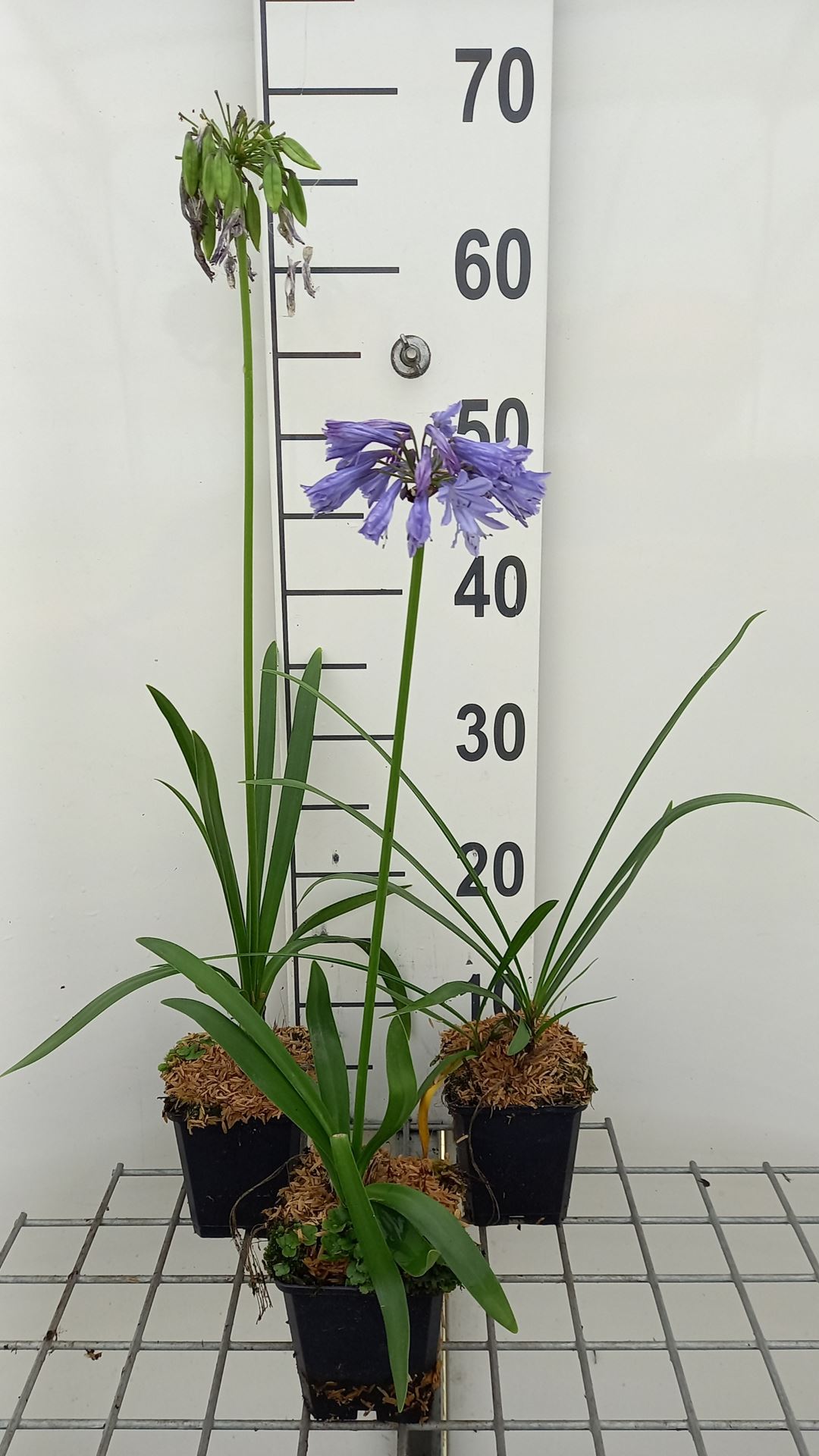 Agapanthus 'Blue Giant' - pot 9x9 cm