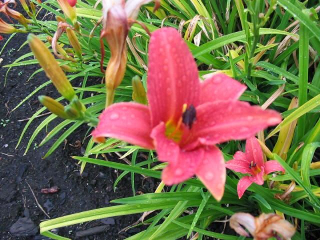 Plantenfiche-Hemerocallis-Pink-Damask-