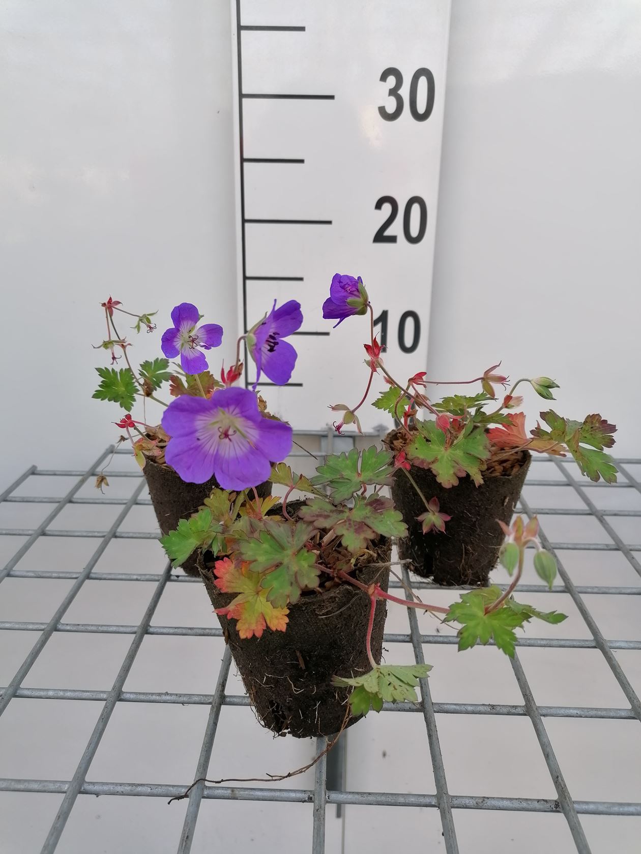 Geranium 'Gerwat' (Rozanne) - biopot ø8 cm