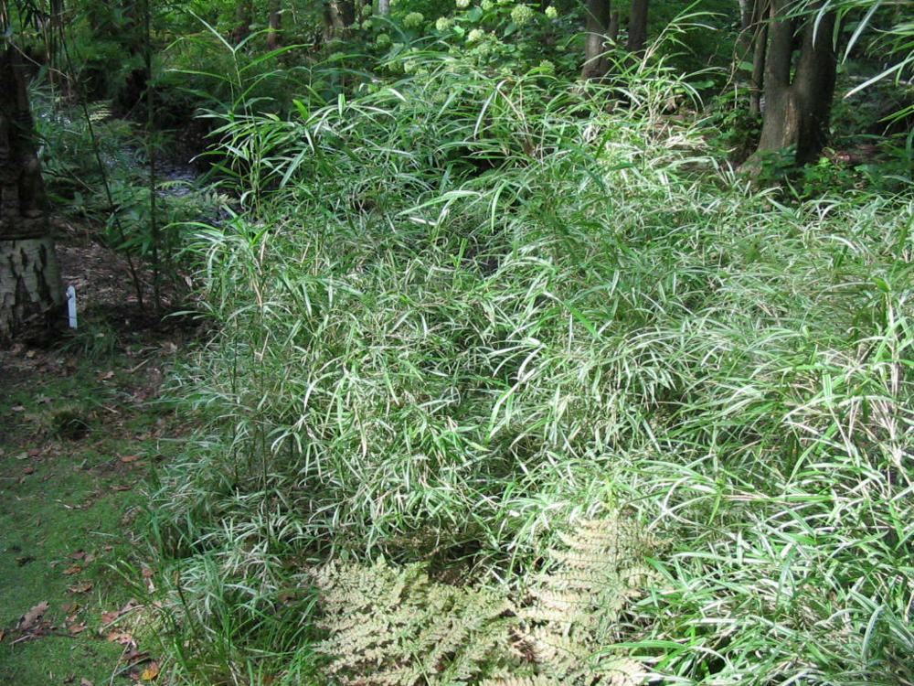 Plantenfiche-Pleioblastus-variegatus