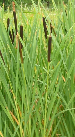 Typha latifolia - water basket ø18 cm