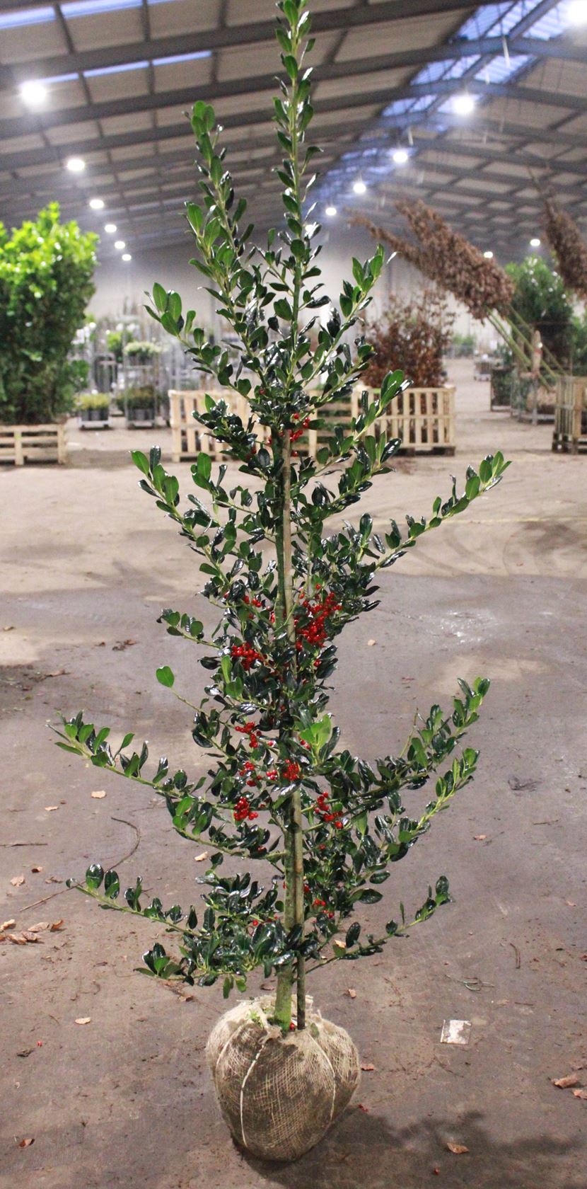 Ilex aquifolium 'J.C. van Tol' - aardekluit - 125-150 cm