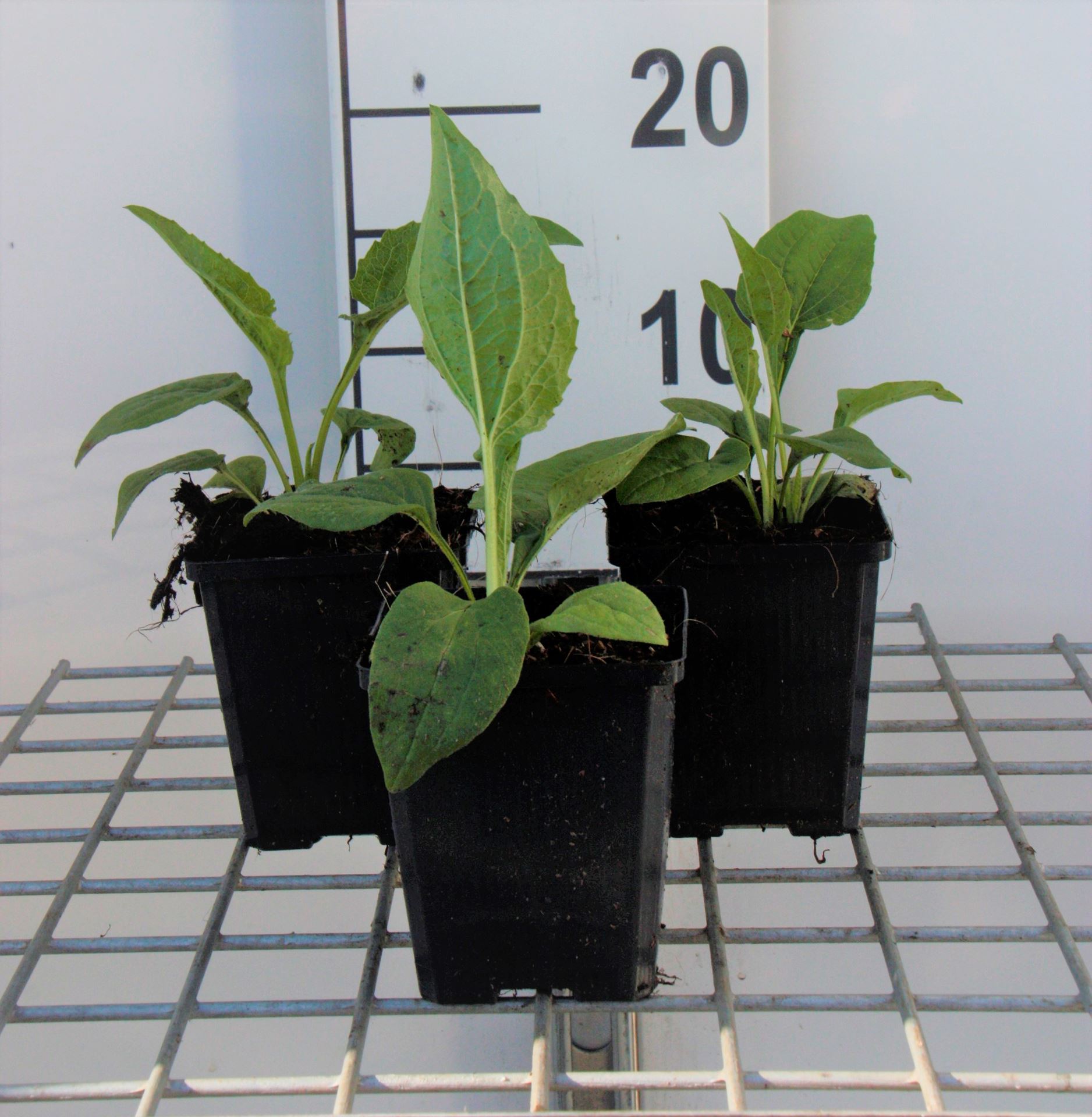 Echinacea purpurea 'White Swan' - pot 9x9 cm